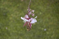 image of flower