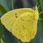 image of animal