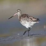 image of bar_tailed_godwit #17