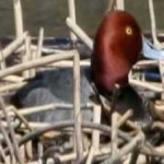 image of bird