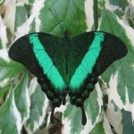 image of banded_butterfly #31