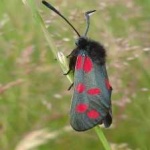image of animal