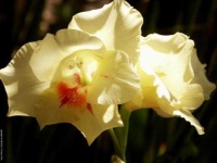 image of flower
