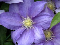 image of clematis #34