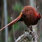 image of bird