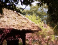image of thatch