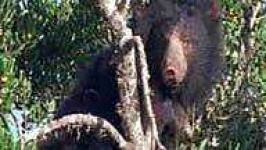 image of sloth_bear #31