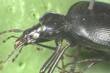 image of ground_beetle