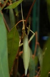image of walking_stick