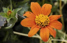 image of flower