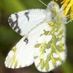 image of animal