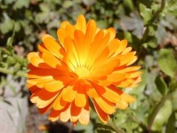 image of flower