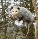 image of possum #31