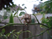 image of garden_spider