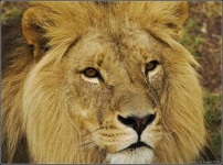 image of lion