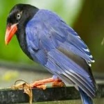image of bird