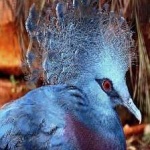 image of victoria_crowned_pigeon #5