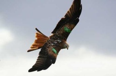 image of kite