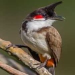 image of bird