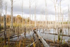 image of swamp