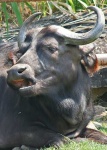 image of water_buffalo #33