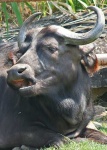 image of water_buffalo