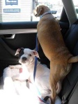 image of american_staffordshire_terrier