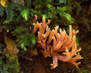 image of coral_fungus