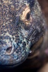 image of komodo_dragon