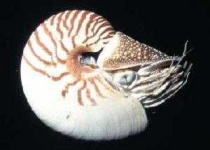 image of nautilus