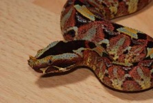 image of horned_viper