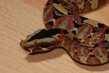 image of horned_viper #13