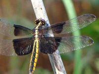 image of dragonfly