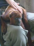 image of howler_monkey