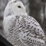 image of bird