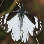 image of animal