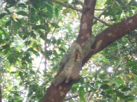 image of three_toed_sloth