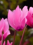 image of flower