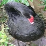 image of bird