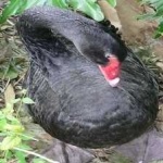 image of black_swan #34