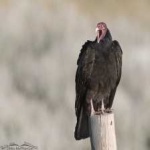 image of bird