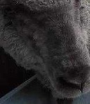 image of sheep_face #0