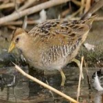 image of bird