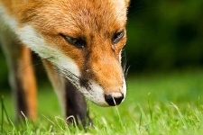 image of red_fox