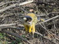 image of squirrel_monkey