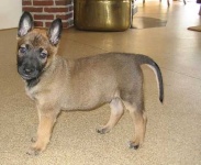 image of malinois