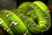 image of green_snake #25