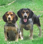 image of bluetick