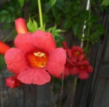 image of flower