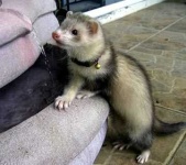image of black_footed_ferret